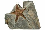 Ordovician Starfish (Petraster?) Fossil - Morocco #217078-1